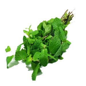 نعناع